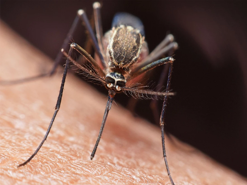 Mosquito-borne disease on the rise