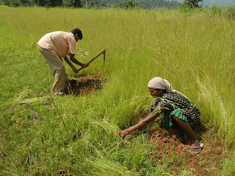 Plight of our farmers