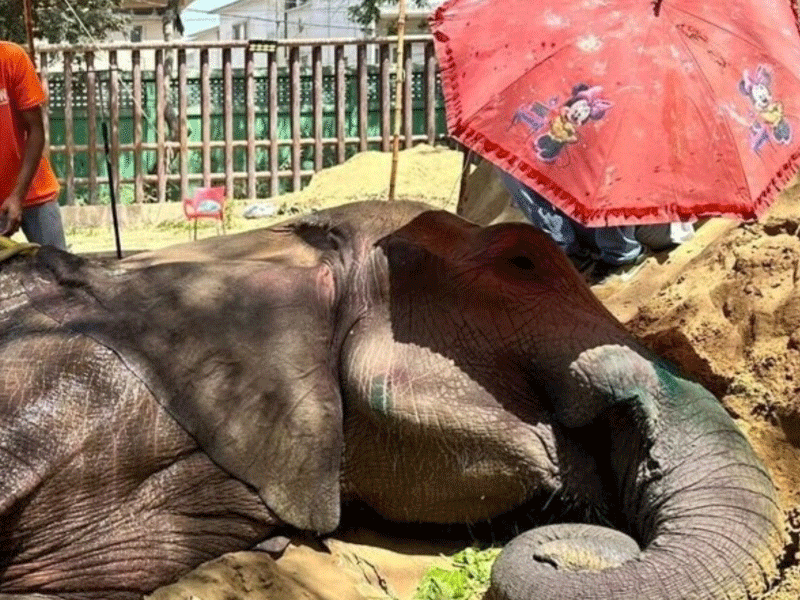 Karachi Zoo’s ailing elephant recovering: Administrator