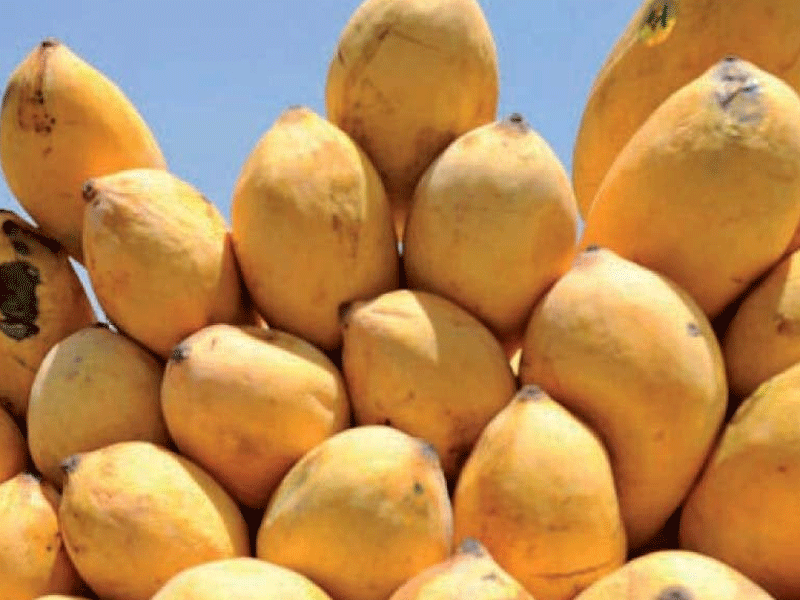 Commerce Minister highlights need to boost Pakistani mangoes, dates export