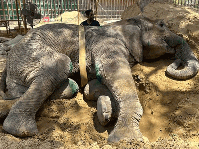 Post-mortem report reveals elephant Noor Jehan’s legs were broken