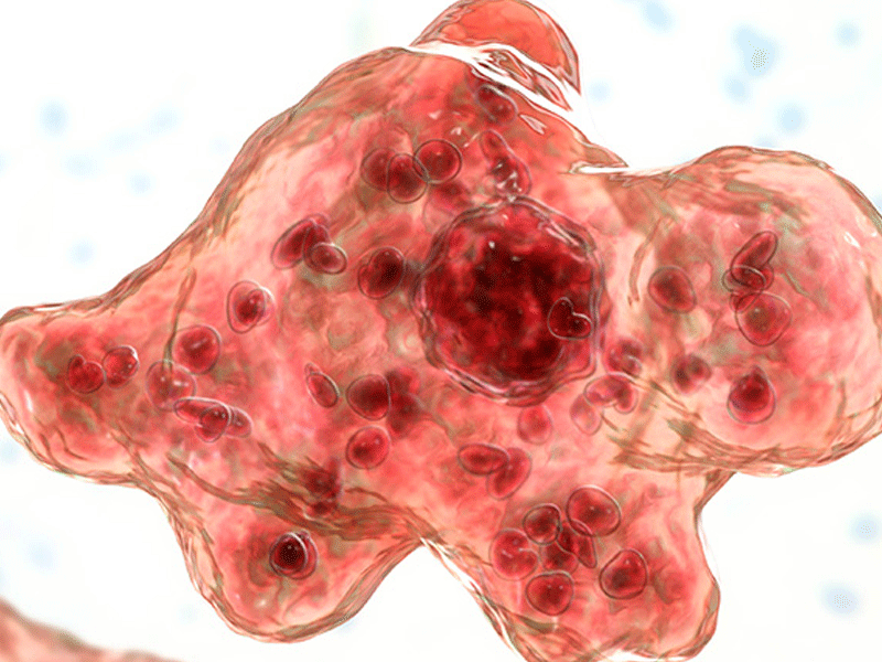 Threat of Congo virus and nagleria fowleri