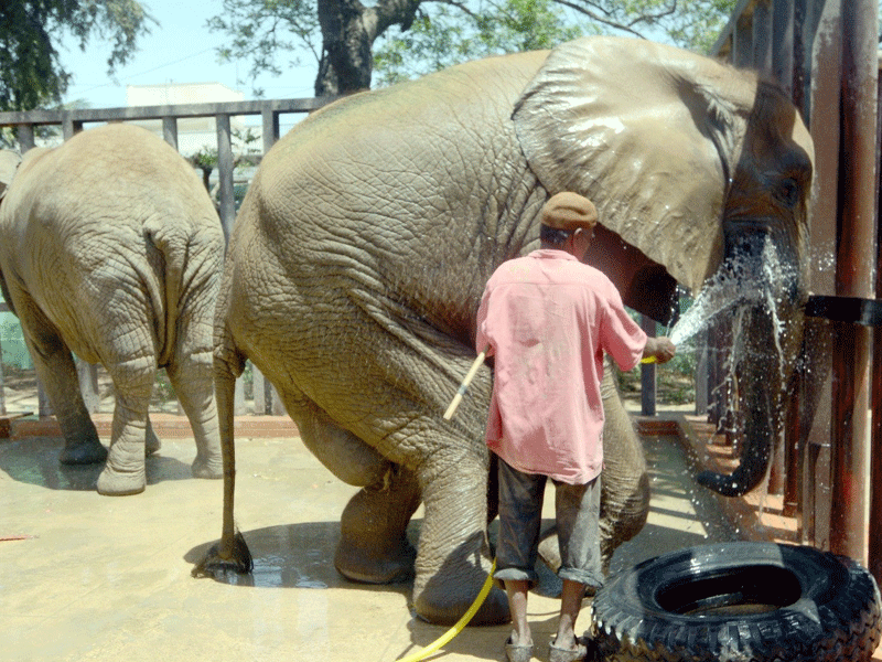 Ailing elephant in Karachi Zoo survives jumbo diagnosis