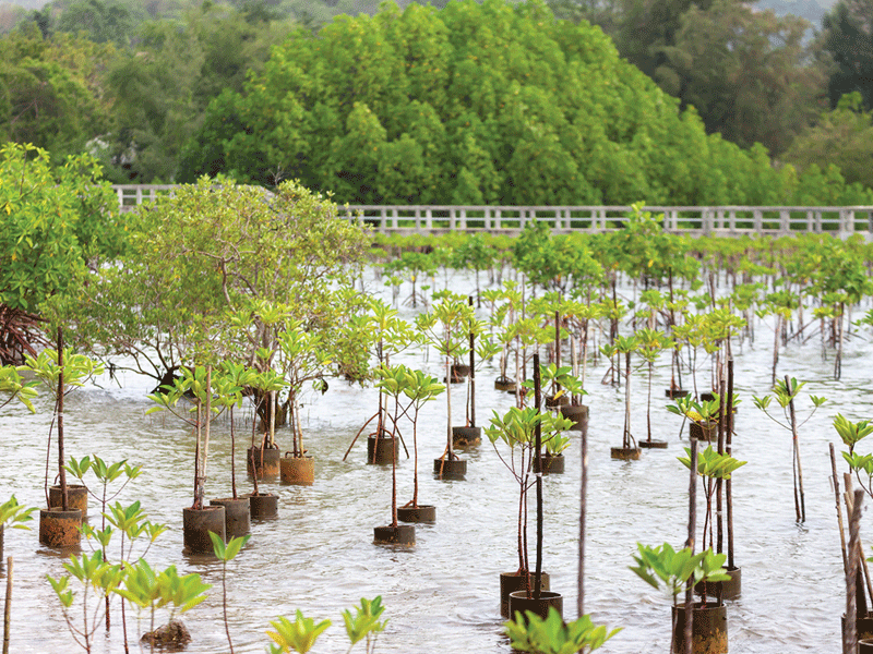 Time to develop key natural buffer against climate change