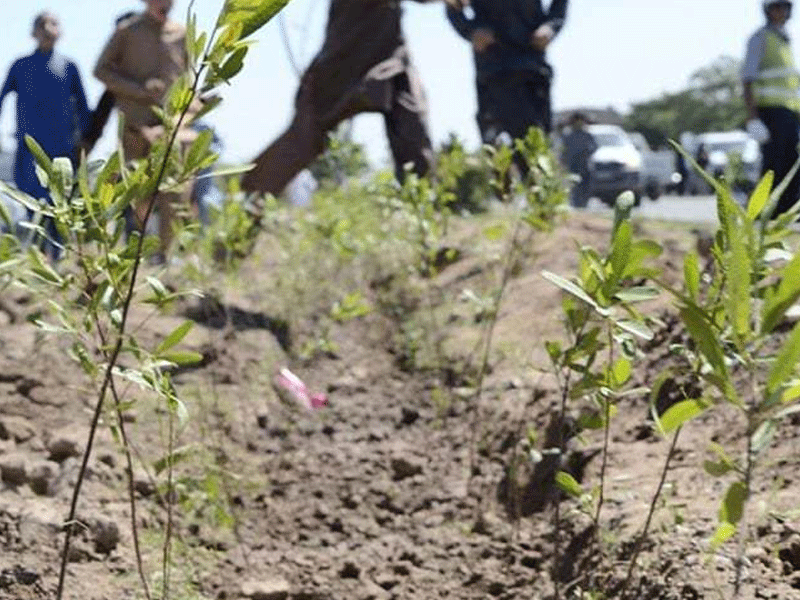 Pakistan Olympic Association Environment Commission’s tree-plantation drive at KPT Sports Complex