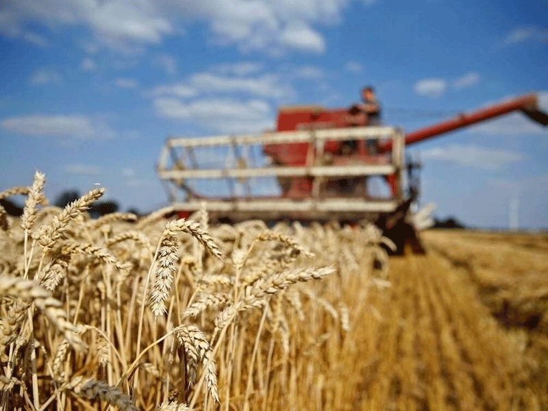 Increase in wheat prices: matter of concern