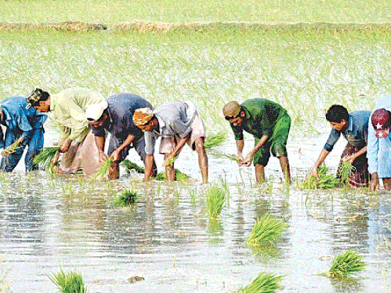 Time to save agri sector from further destruction