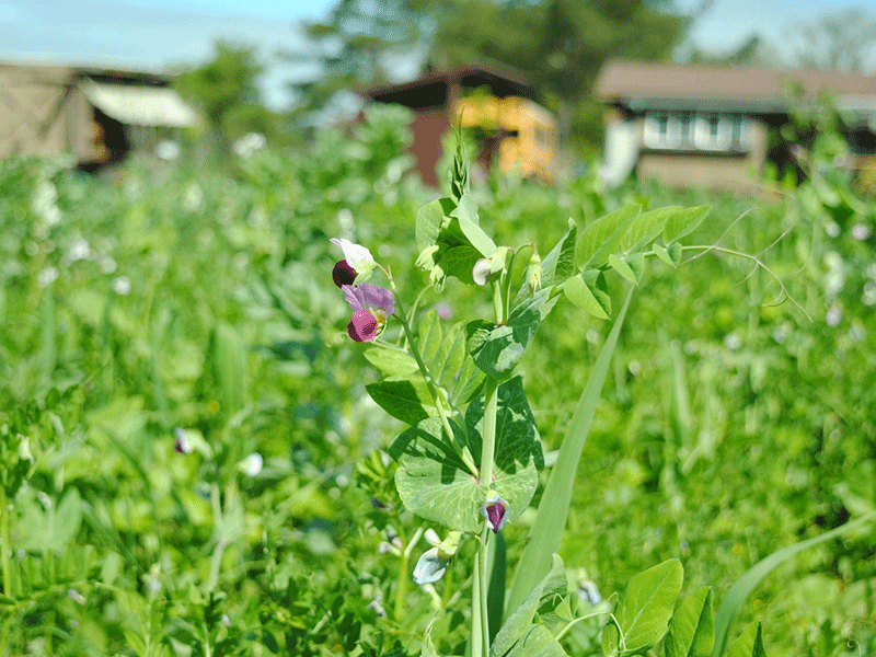 Steps urged to reduce climatic effects on major crops