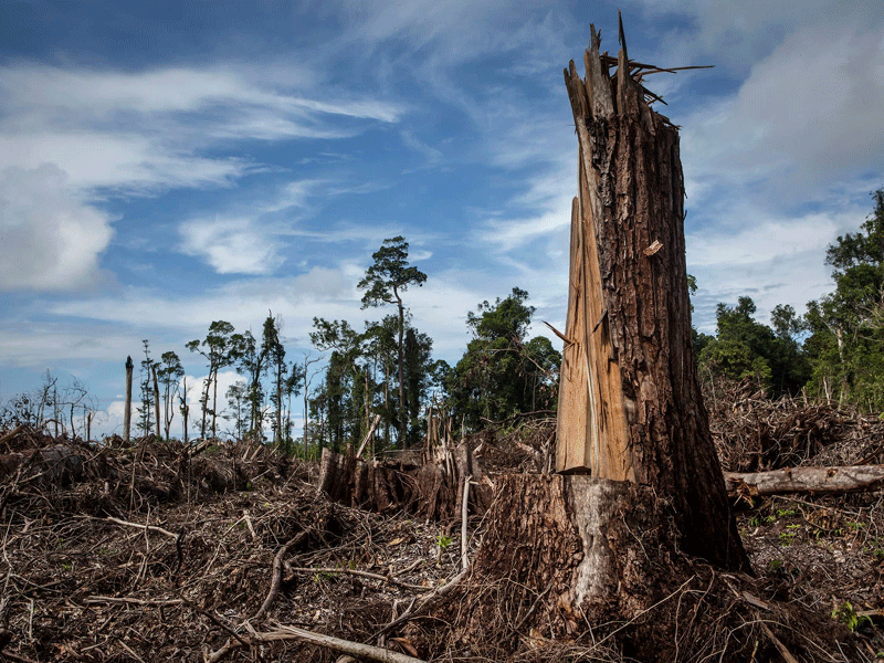 Climate effects: Time to stop deforestation