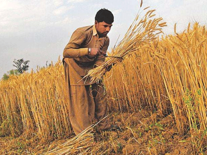 Agriculture credit disbursement up by 28.3pc in 7MFY2023