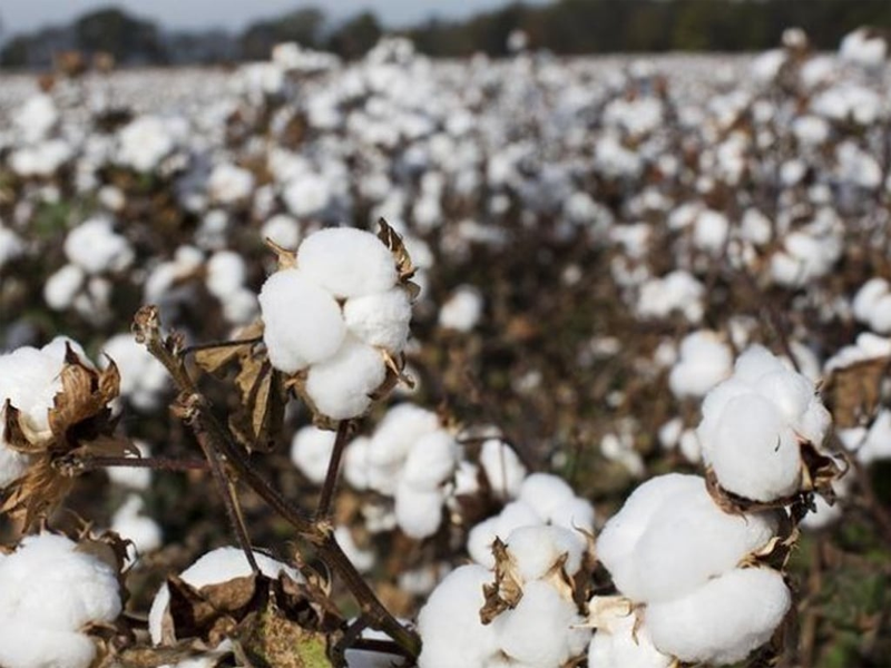 Rains take toll on cotton, other crops