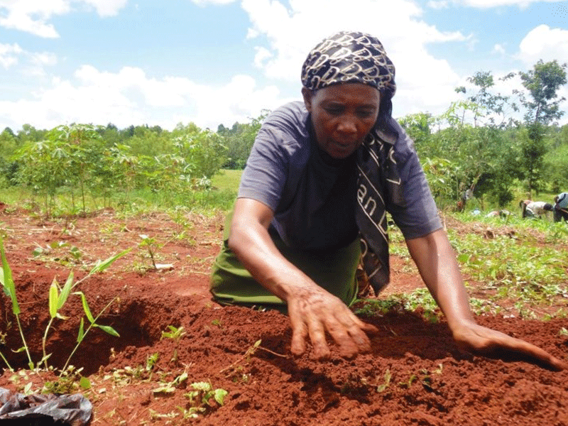 The Profound Benefits of Planting Trees