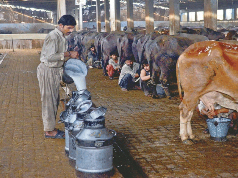 Dairy farmers refuse to set fresh milk price at Rs170/litre