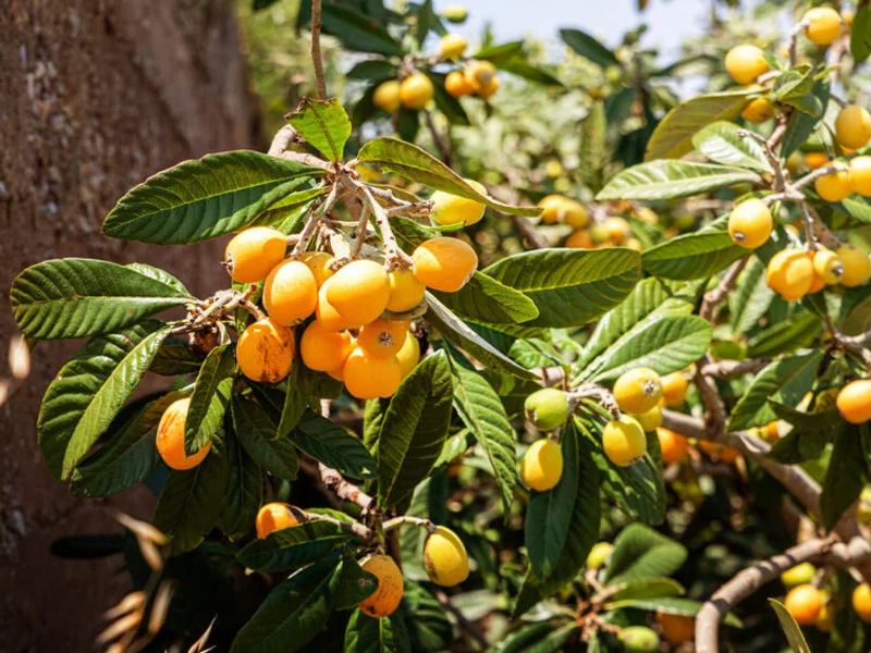 Japanese plums may help prevent hypertension, cardiovascular disease