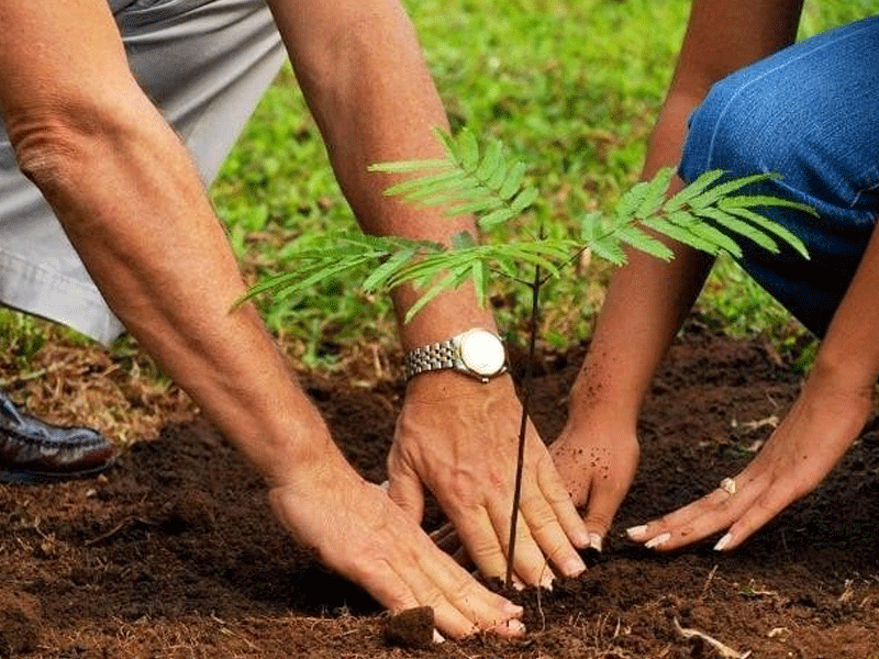 Farmers to plant more trees to control pollution: Minister