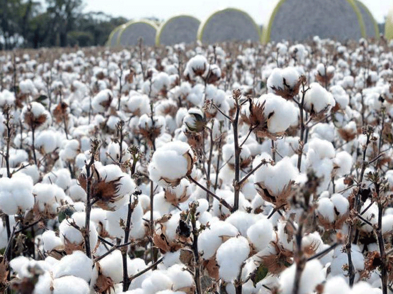 Cotton output increased by 126pc, FCA output of other crops satisfactory