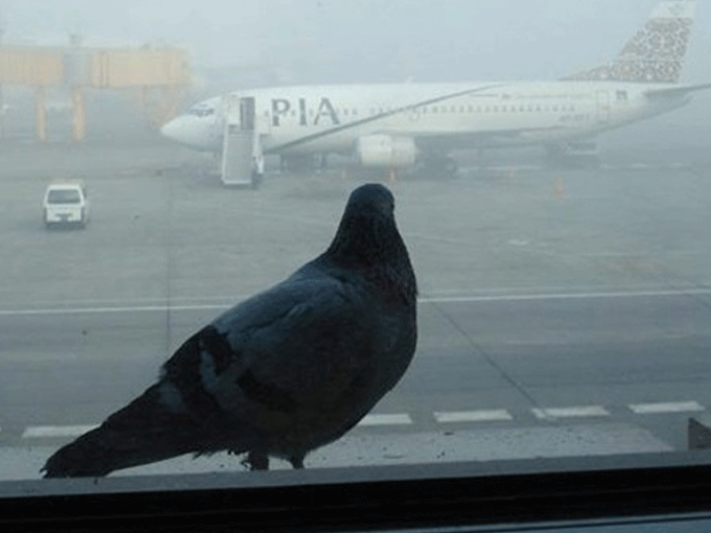 PIA planes suffered 29 bird strikes in five months