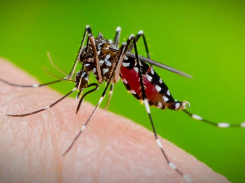 “Dengue Fever” A rising danger