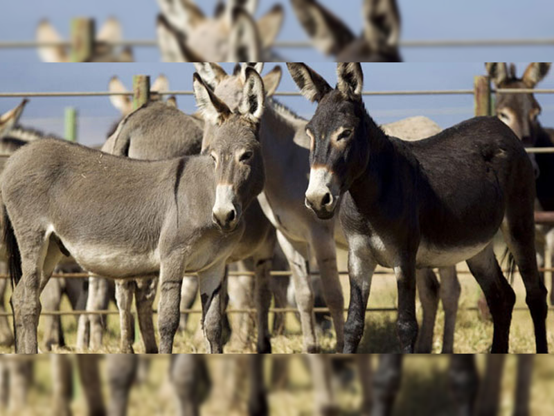 China shows interest in importing ‘donkeys’ from Pakistan