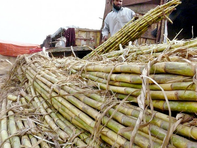 Zardari says sugarcane price will be Rs400 per maund next year