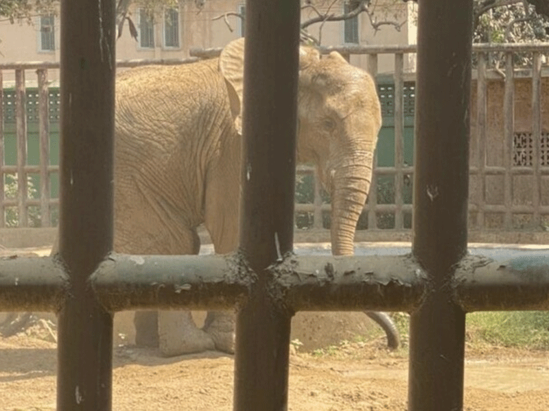 Medicines, food being given to elephant Noor Jahan: Administrator