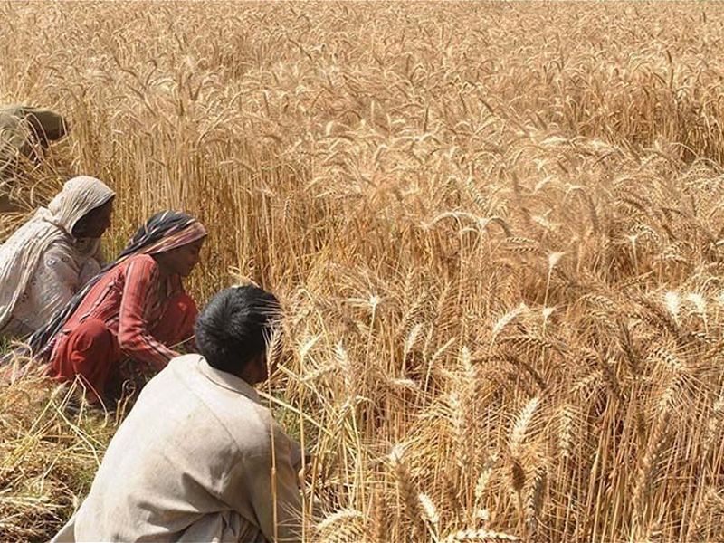 Sindh govt issues 56,000 MT subsidised wheat quota to flour mills