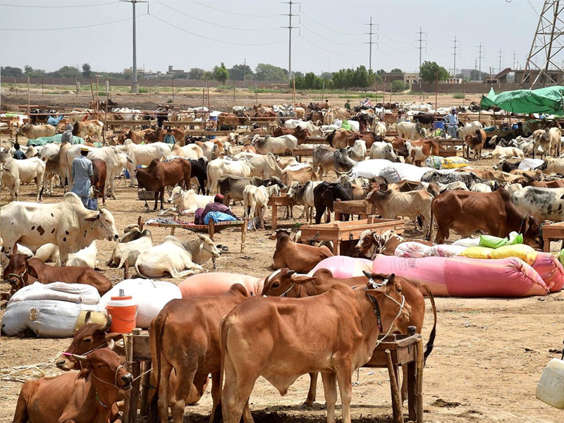 Northern Bypass cattle market ‘no more safe’, criminals roaming all around