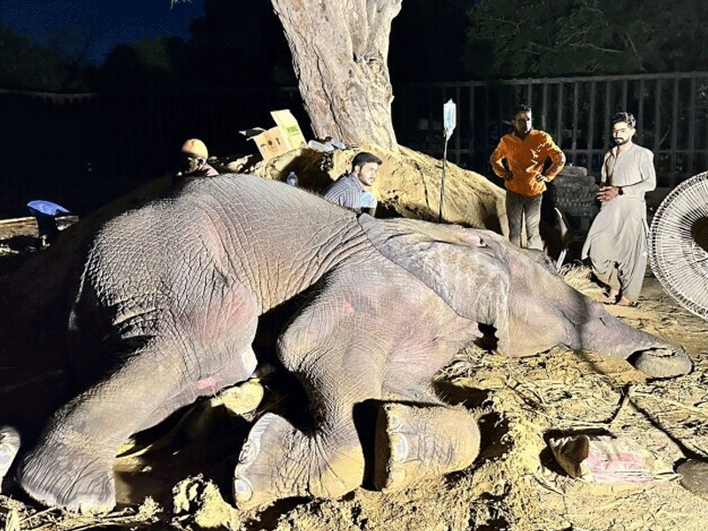 Ailing elephant Noor Jehan falls into pond