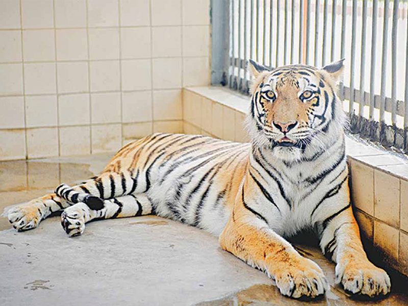 Karachi Zoo's Golden Tabby Tiger dies at 21