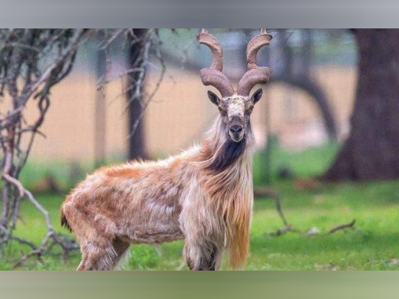 Int’l Markhor Day: PM calls for efforts to protect other species too for sustainable future