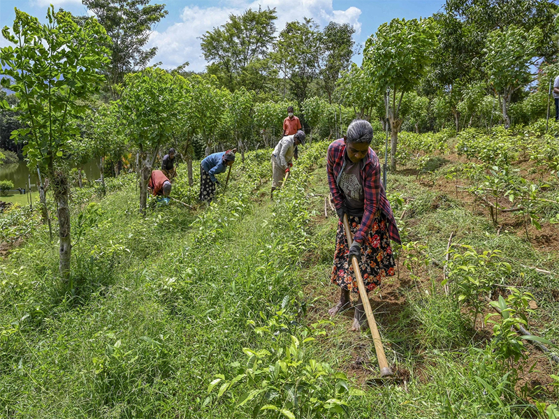 FARMING - The ancient profession Issues faced by farmers