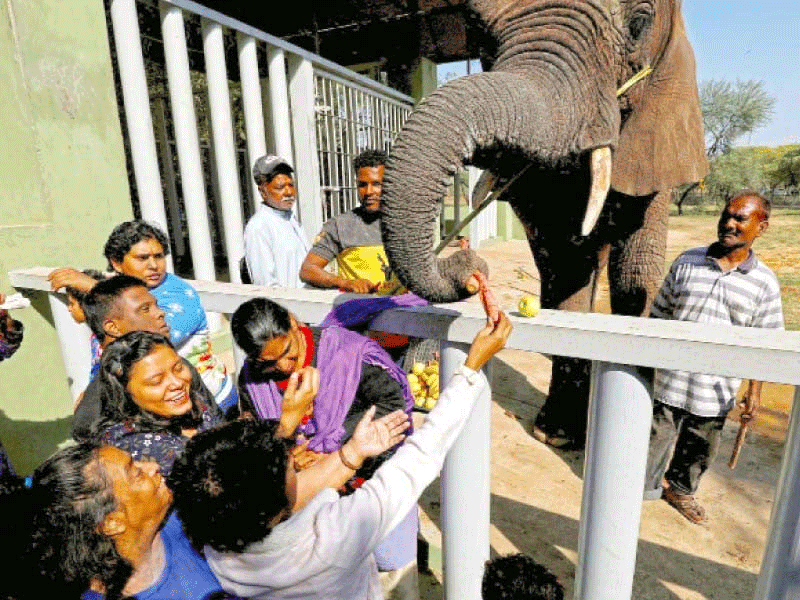 Tessori celebrates elephants’ birthday at Safari Park