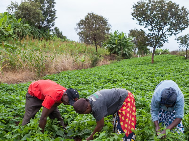 Ensuring decent work for agri-workers vital for sustainable development: EFP