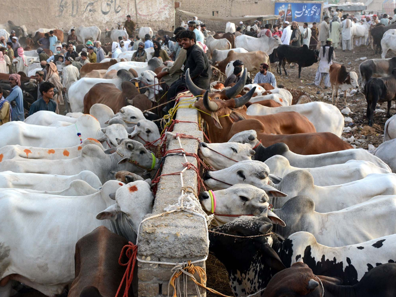 Sindh bans forced collection of sacrificial animal hides