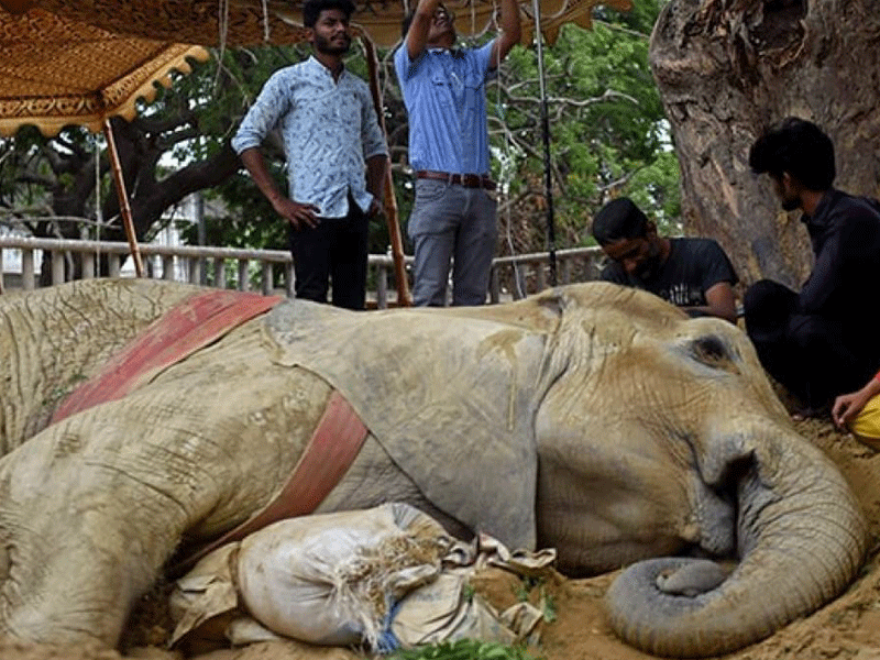 KMC denies selling meat of captive elephant Noor Jehan