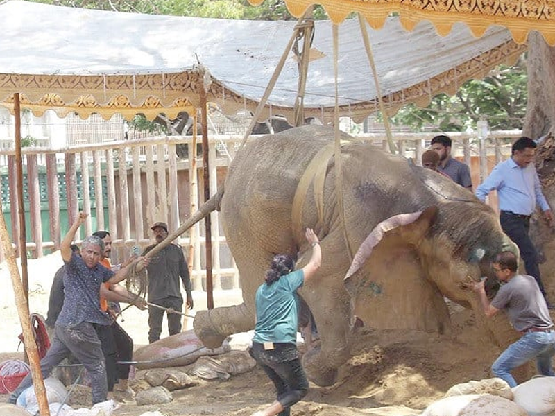 Ailing elephant Noor Jehan still not back on her feet